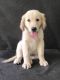 Golden Retriever Puppies for sale in Detroit, MI 48204, USA. price: NA