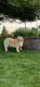 Golden Retriever Puppies for sale in Shelby Township, MI, USA. price: $1,200