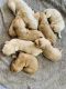 Golden Retriever Puppies for sale in Colorado Springs, CO, USA. price: NA