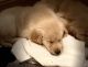 Golden Retriever Puppies for sale in Nashua, NH 03064, USA. price: $2,099