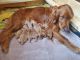 Golden Retriever Puppies for sale in Imlay City, MI 48444, USA. price: NA