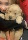 Golden Retriever Puppies for sale in Owendale, MI 48754, USA. price: NA