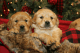 Golden Retriever Puppies for sale in Ontario, CA, USA. price: $900