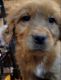 Golden Retriever Puppies for sale in Arvada, CO, USA. price: $1,400