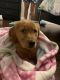 Male golden puppy tampa