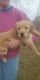 Golden Retriever Puppies for sale in Orrville, OH 44667, USA. price: $600