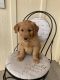 Golden Retriever Puppies for sale in Fort Collins, CO, USA. price: $2,500