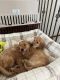 Golden Retriever Puppies for sale in Rapid City, SD, USA. price: $1,500