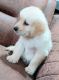 TOP quality Golden Retriever's for sale in Hyderabad