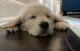 Golden Retriever Puppies for sale in Apex, NC, USA. price: $1,500