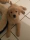 Golden Retriever Puppy for sale!!