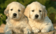 Awesome Golden Retriever pups