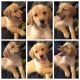 AKC certified pedigree Golden Retriever puppies
