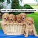 Perfect golden retriever are searching for they 5star home