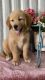Golden Retriever Puppies for sale in Seattle, WA, USA. price: $650
