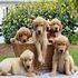 Golden Retriever Puppies for sale in CA-60, Ontario, CA, USA. price: $800