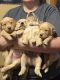 Golden Retriever Puppies for sale in Ogallala, NE 69153, USA. price: $1,000