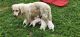 Golden Retriever Puppies for sale in Jackson, OH 45640, USA. price: NA