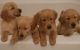 Golden Retriever Puppies for sale in Clearwater, FL, USA. price: $1,500