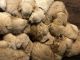 Golden Retriever Puppies for sale in Ogallala, NE 69153, USA. price: $100,000