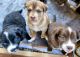 Golden Retriever Puppies for sale in Gunnison, CO 81230, USA. price: NA