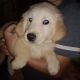 Golden Retriever Puppies for sale in Monroeville, OH 44847, USA. price: $700