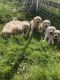 Golden Retriever Puppies for sale in 87052 470 Ave, Stuart, NE 68780, USA. price: $400