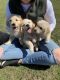 Golden Retriever Puppies for sale in 87052 470 Ave, Stuart, NE 68780, USA. price: $500