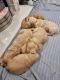 Golden Retriever Puppies for sale in 87052 470 Ave, Stuart, NE 68780, USA. price: $500