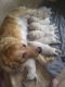 Golden Retriever Puppies for sale in Brunswick, OH 44212, USA. price: NA