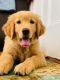 Golden Retriever Puppies for sale in 3745 Capetian Ct, Fairborn, OH 45324, USA. price: NA