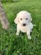 Golden Retriever Puppies for sale in Centerville, IA 52544, USA. price: $800