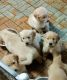 Golden Retriever Puppies for sale in Allen Park, MI 48101, USA. price: NA