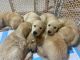 Golden Retriever Puppies for sale in Morrow, OH 45152, USA. price: NA