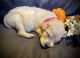 Golden Retriever Puppies for sale in Gainesville, FL, USA. price: NA