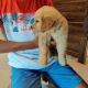 Golden Retriever Puppies for sale in Kolkata, West Bengal, India. price: 35000 INR