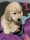 Golden Retriever Puppies for sale in Akron, OH, USA. price: NA