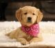 Golden Retriever Puppies for sale in Dalton, OH 44618, USA. price: $1,500