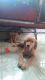 Golden Retriever Puppies for sale in Kolkata, West Bengal, India. price: 15000 INR