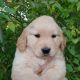 Golden Retriever Puppies for sale in North Street, MI 48049, USA. price: NA