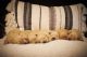 Golden Retriever Puppies for sale in Chadron, NE 69337, USA. price: $1,500