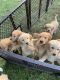 Golden Retriever Puppies for sale in Macomb, MI 48042, USA. price: NA