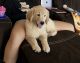 Golden Retriever Puppies for sale in Lackland AFB, San Antonio, TX, USA. price: $2,000