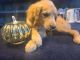 Golden Retriever Puppies for sale in Portage, MI, USA. price: NA