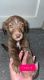 Golden Retriever Puppies for sale in Neligh, NE 68756, USA. price: $150