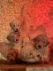 Golden Retriever Puppies for sale in Holly Springs, NC, USA. price: $1,300