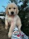 Golden Retriever Puppies for sale in Raleigh, NC, USA. price: $1,500