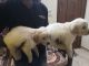 Golden Retriever Puppies for sale in Seshadripuram, Bengaluru, Karnataka, India. price: 15000 INR