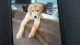 Golden Retriever Puppies for sale in Sandown, NH 03873, USA. price: $1,500