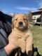 Golden Retriever Puppies for sale in Pleasant Plain, OH 45162, USA. price: NA